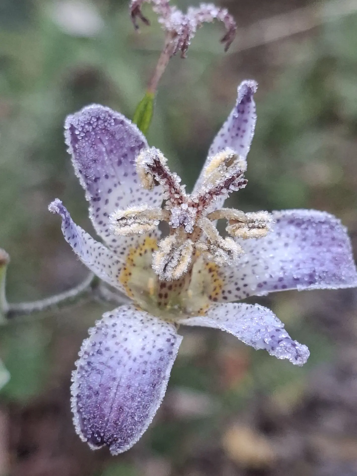 Tricyrtis formosana v. grandiflora 'Long-Jen Violet' Tricyrtis formosana v. grandiflora 'Long-Jen Violet'