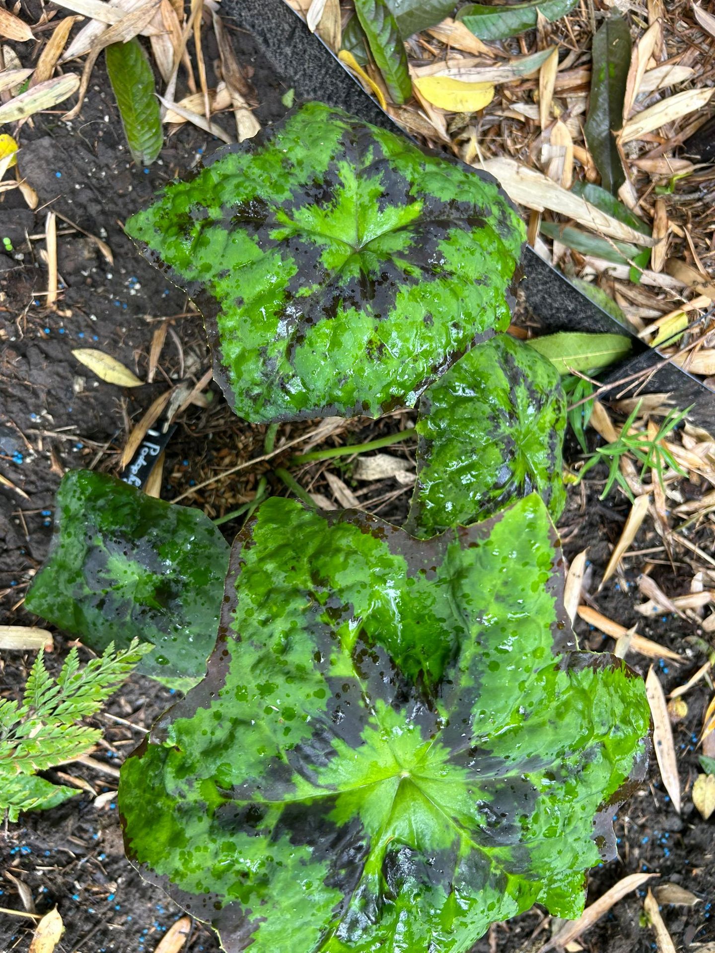 Podophyllium